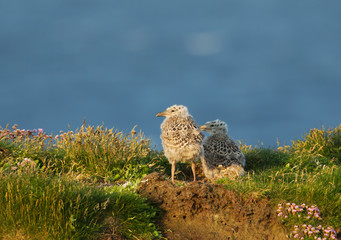 Two European herring gull chicks standing by the nest