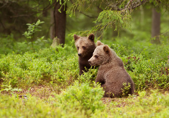 Fototapeta premium Two European brown bear cubs in boreal forest, Finland.