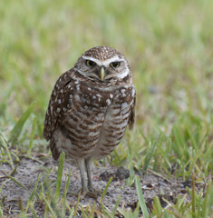 Brown and white spotted burrowing owl with yellow eyes and beak is standing in green grass and dirt edge of its burrow.