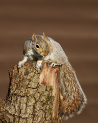 Close up of an Eastern grey squirrel
