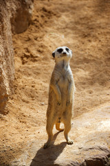 Meerkat in a zoo