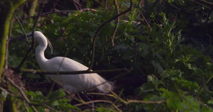 Little egret nest building and flying slow moiton