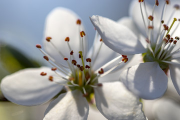 Crataegus white flowers