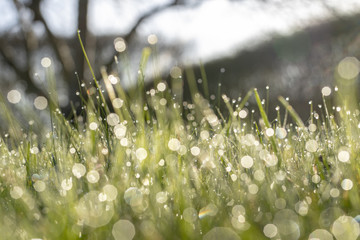 Dew in grass