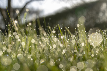 Dew in grass