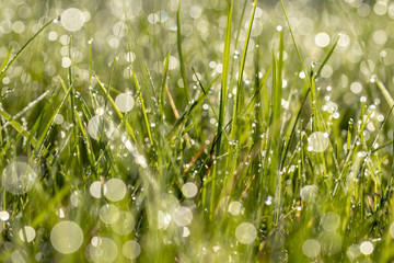 Dew in grass