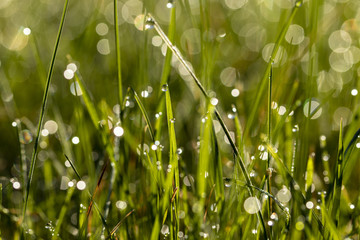 Dew in grass