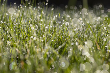 Dew in grass