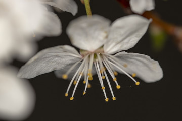 Crataegus white flowers