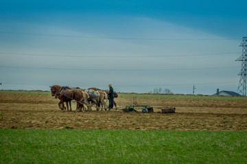 Obraz premium Outdoor view of amish farmer using many horses hitch antique plow in the field