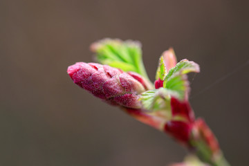 ribes spring time