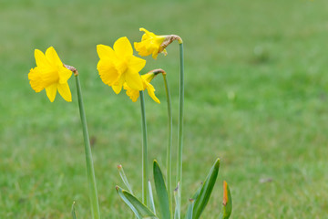 Happy family of yellow daffodils