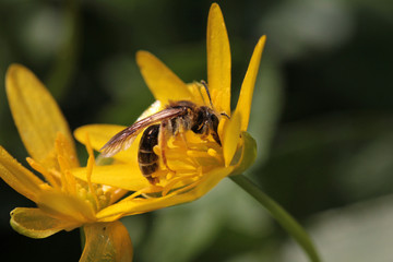busy bee