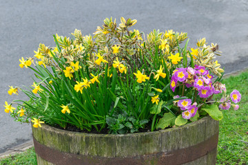 rustic wood flower bed with spring daffodils and primroses in the street near the road