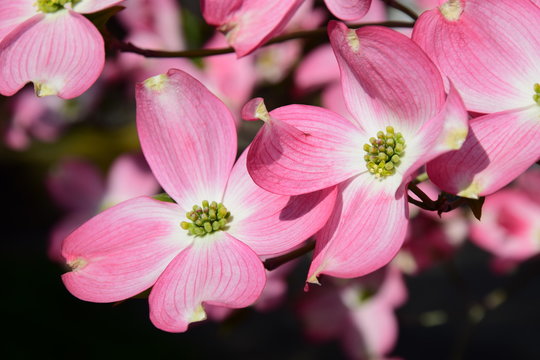 Blumenhartriegel, Fr&uuml;hlingsboten