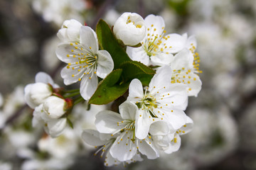 White flowers of cherry in spring