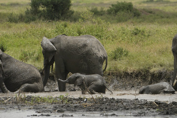 Fototapeta premium bain d'éléphants