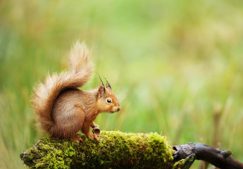 Red squirrel sitting on a mossy log