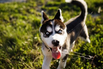 Siberian husky dog outdoors. Portrait of a little husky dog pupp