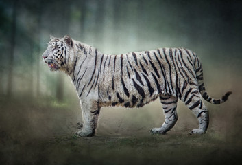 Fototapeta na wymiar white tiger isolated