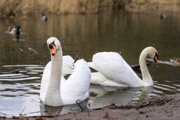 A pair of graceful white swans (Cygnus olor) on a pond.