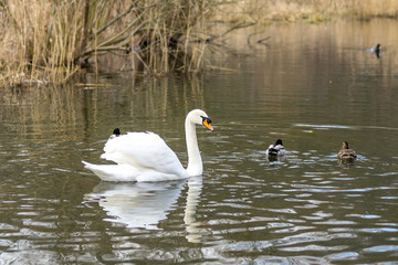 Graceful white swan (Cygnus olor) is surrounded by wild ducks swimming in the pond.