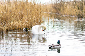 Graceful white swan (Cygnus olor) is surrounded by wild ducks swimming in the pond.