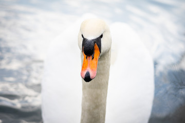 Obraz premium Graceful white swan (Cygnus olor) close-up.