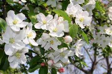 White cherry blossoms.