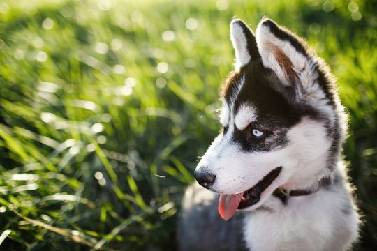 381 Alaskan Klee Kai Images, Stock Photos, 3D objects, & Vectors