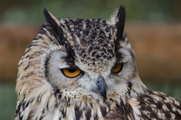 Indian Owl