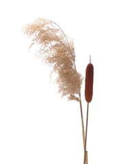 Dry common bulrush reeds isolated on white background, clipping path © dule964