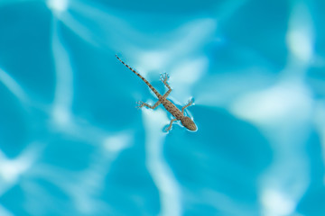 lizard floating in the blue pool view from the top as a symbol of rest