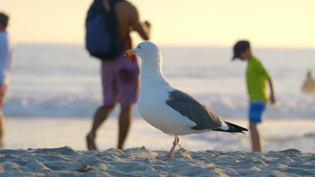  Professional video of seagull on the beach in 4k slow motion 60fps