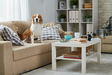Calm fat Beagle dog sitting among pillows on old-fashioned comfortable sofa and looking at camera, coffee table and bookshelf in home room © Seventyfour
