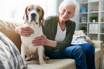 Happy cheerful senior woman with gray hair hugging faithful Beagle dog while sitting on comfortable sofa at home