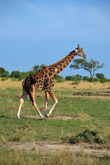 Giraffe in Uganda