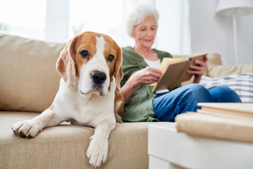 Calm faithful Beagle dog lying near senior owner on comfortable sofa and looking at camera,...