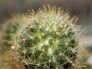 Cactus close-up texture