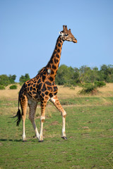 Giraffe in Uganda