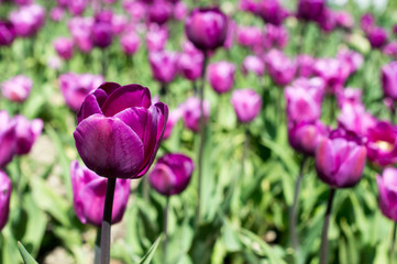 Fototapeta premium Glade of purple tulips.