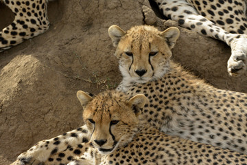 guépard 8 © ERIC