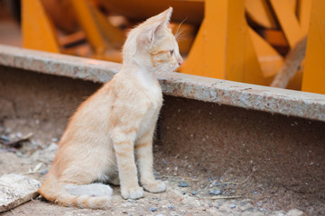 Fototapeta premium Cat.