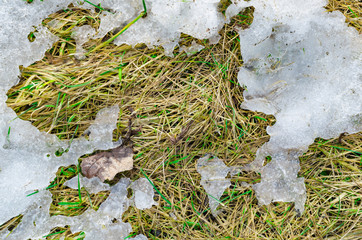 Melting snow on a spring yellow grass under the sunlight.