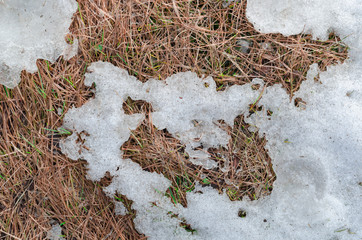 Spring natural texture of dry grass and melting snow.