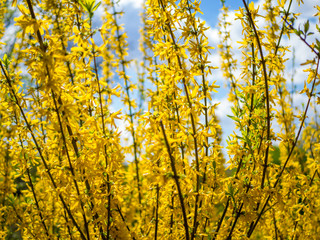 Brightly yellow flowers of Forsythia