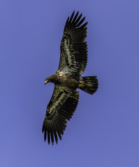 Juvenile Eagle