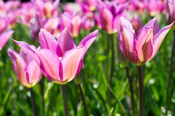 Obraz premium Gently lilac tulips.