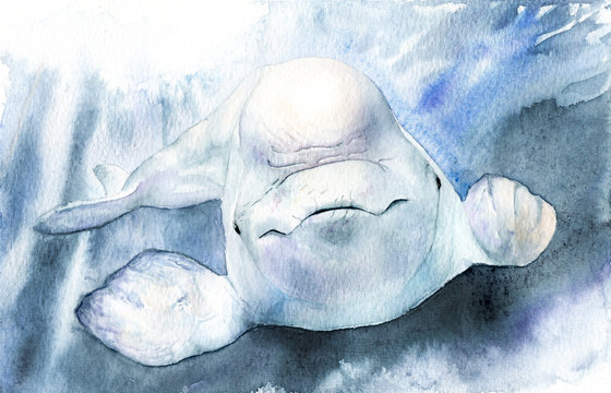 Watercolor Picture. Beluga. Delphinapterus Leucas With Background