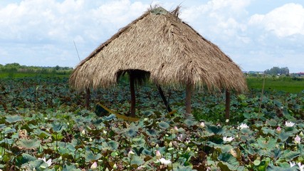 Fototapeta na wymiar Lotusfarm in Kambodscha, Nähe Siem Reap